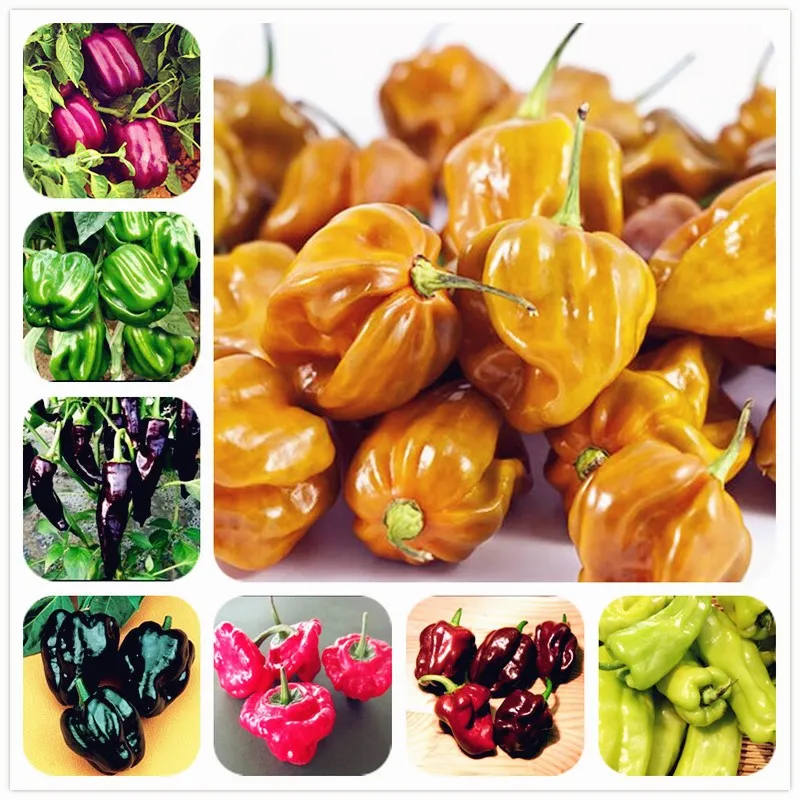 Garden Plants Peter Pepper bonsai Red Hot Chili Peppers Organic Vegetable DIY Potted Plant Long Hot Pepper plants-200 Pcs/Bag
Garden Plants Peter Pepper bonsai Red Hot Chili Peppers Organic Vegetable DIY Potted Plant Long Hot Pepper plants-200 Pcs/Bag