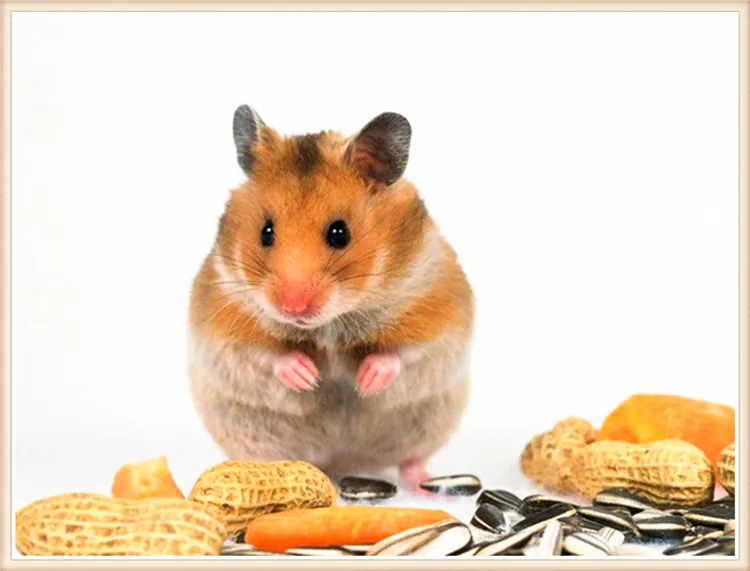 5D DIY diamond mosaic diamond embroidery bedroom Hamster quare point diamond paste diamond painting cross stitch
5D DIY diamond mosaic diamond embroidery bedroom Hamster quare point diamond paste diamond painting cross stitch