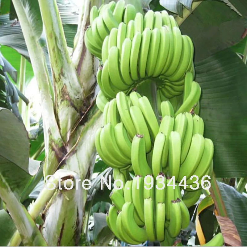 10 Pcs Dwarf Banana Bonsai Tree, Tropical Fruit Tree, Bonsai Balcony Flower for Home Planting, Germination Rate of 95%
10 Pcs Dwarf Banana Bonsai Tree, Tropical Fruit Tree, Bonsai Balcony Flower for Home Planting, Germination Rate of 95%