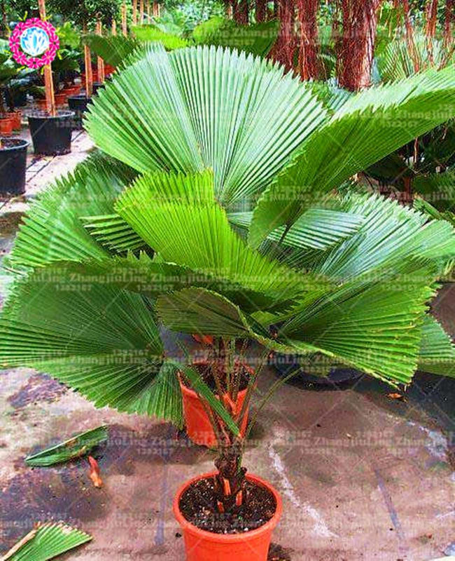 10Pcs / Bag Fan Palm plant Perennial Bonsai Plants Ornamental Bonsai Tree plant Tropical Garden Ornaments Evergreen Plants
10Pcs / Bag Fan Palm plant Perennial Bonsai Plants Ornamental Bonsai Tree plant Tropical Garden Ornaments Evergreen Plants