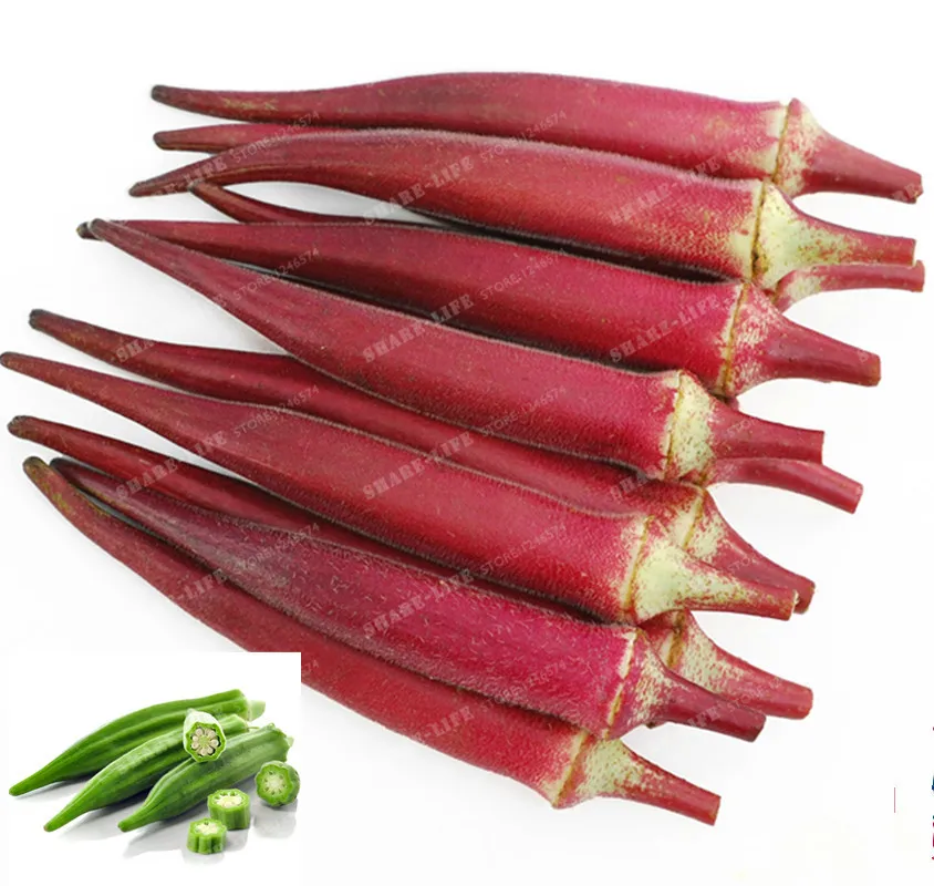 20 Pcs Okra Bonsai Health Vegetable Abelmoschus Esculentus Hibiscus Esculentus Bonsai Organic Green Vegetable Bonsai
20 Pcs Okra Bonsai Health Vegetable Abelmoschus Esculentus Hibiscus Esculentus Bonsai Organic Green Vegetable Bonsai