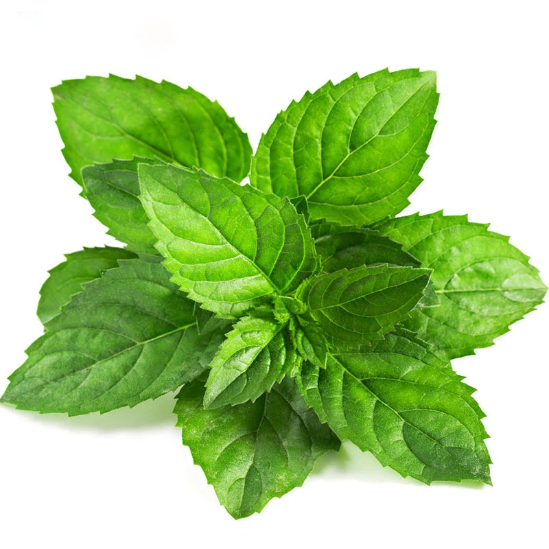 200 pcs Hot Sale Air Purification Plant Mint Green Vegetable Balcony Potted Mint Aromatic Plant Perennial Growth
200 pcs Hot Sale Air Purification Plant Mint Green Vegetable Balcony Potted Mint Aromatic Plant Perennial Growth