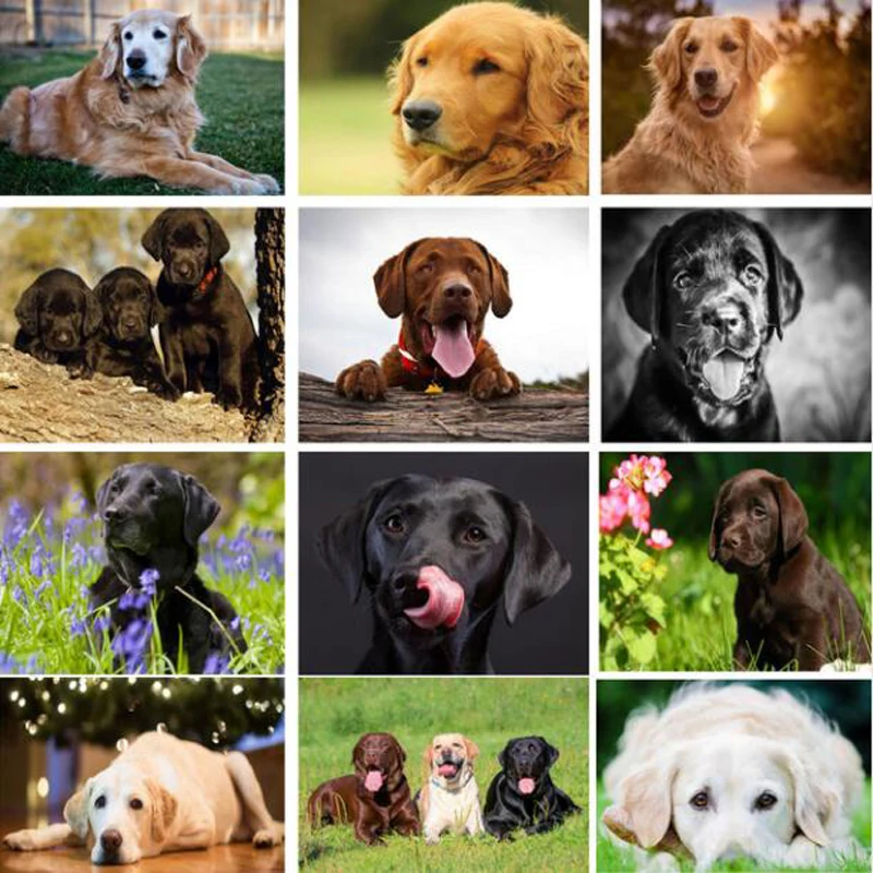 5D DIY Diamond Painting Labrador Picture Cross Stitch Needlework Embroidery Dog Full Diamond mosaic Rhinestone painting Decor
5D DIY Diamond Painting Labrador Picture Cross Stitch Needlework Embroidery Dog Full Diamond mosaic Rhinestone painting Decor