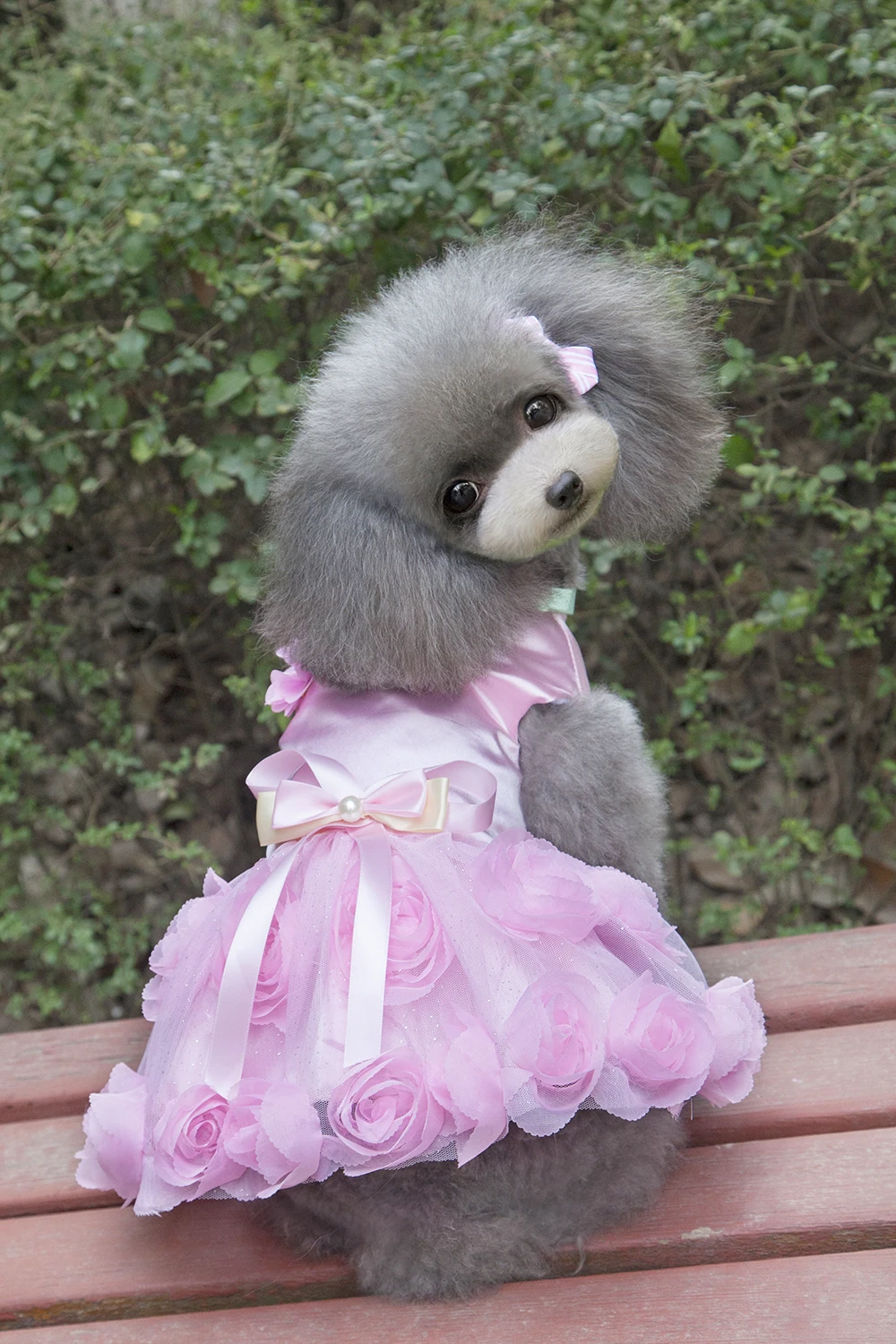 New Coming Rose Party Design Princess Pet Dogs Dress Free Shiping By CPAM Small Puppy Dogs Spring Summer Clothing
New Coming Rose Party Design Princess Pet Dogs Dress Free Shiping By CPAM Small Puppy Dogs Spring Summer Clothing
