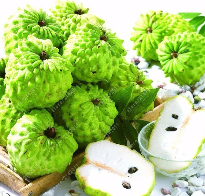 10 pcs/bag Sweetsop Fruit Custard Apple Buddha's Head Fruits Cherimoya Sugar Apple Annona Tree 100% true
10 pcs/bag Sweetsop Fruit Custard Apple Buddha's Head Fruits Cherimoya Sugar Apple Annona Tree 100% true