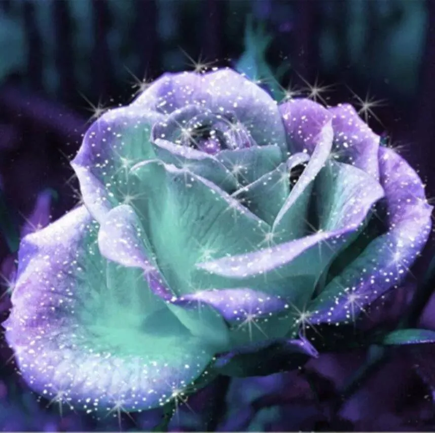 Rare Blue Pink Roses Flower Seeds Yard Garden Bonsai Decoration Beautiful Exotic Balcony Potted Roses Garden Plant 100 Seeds
Rare Blue Pink Roses Flower Seeds Yard Garden Bonsai Decoration Beautiful Exotic Balcony Potted Roses Garden Plant 100 Seeds