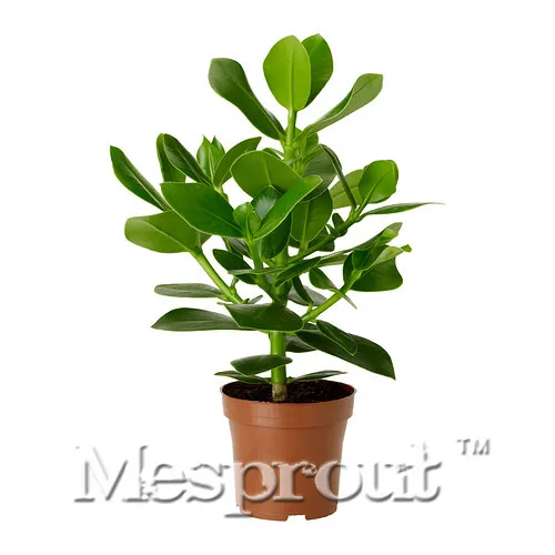 Office Desks Plant Signature Tree Bonsai Tree Potted Bonsai Courtyard Home Garden Bonsai Plant Free Shipping 5PCS
Office Desks Plant Signature Tree Bonsai Tree Potted Bonsai Courtyard Home Garden Bonsai Plant Free Shipping 5PCS
