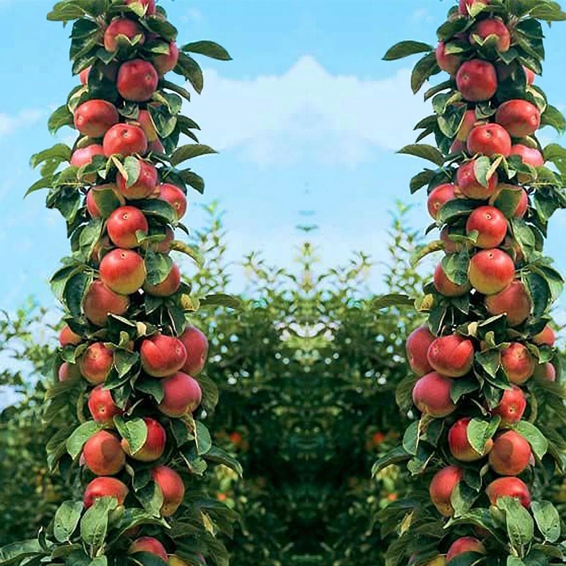 40 Pcs Apple Bonsai Sweet Fruit Bonsai Tree Organic Delicious Four Season Sowing Rare Green Fruit Potted Plants Healthy Garden
40 Pcs Apple Bonsai Sweet Fruit Bonsai Tree Organic Delicious Four Season Sowing Rare Green Fruit Potted Plants Healthy Garden