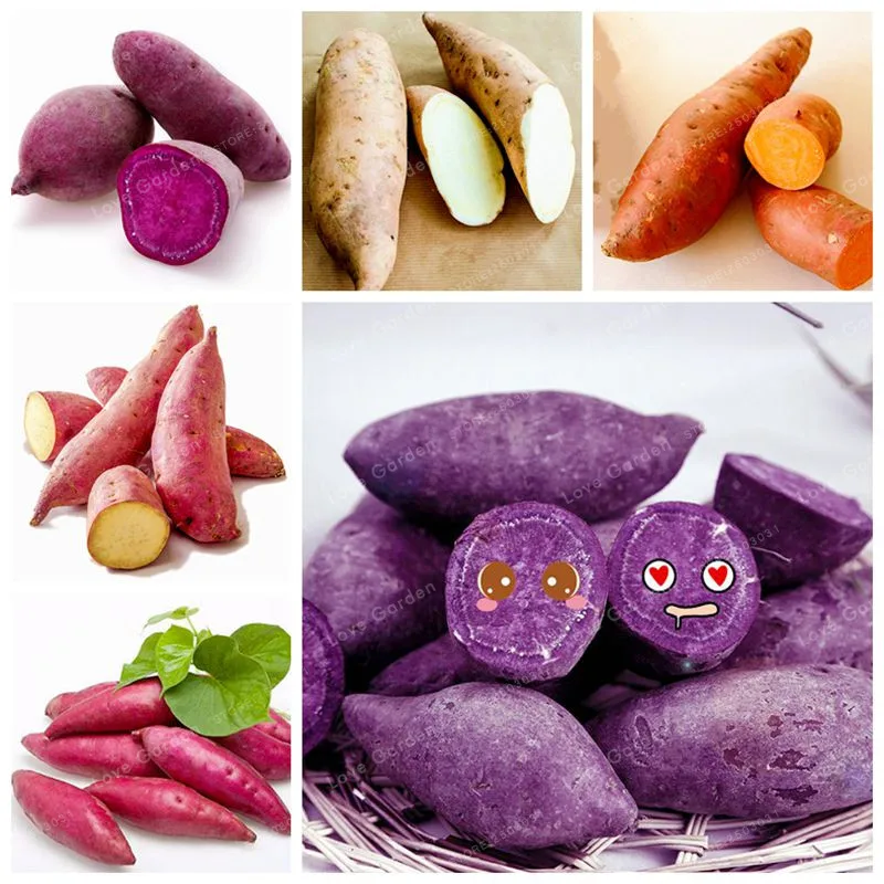 20 Pcs Sweet Potato Bonsai Delicious Purple Sweet Potato Vegetable Bonsai Fresh Organic Food Fruit And Vegetable Garden Plant
20 Pcs Sweet Potato Bonsai Delicious Purple Sweet Potato Vegetable Bonsai Fresh Organic Food Fruit And Vegetable Garden Plant