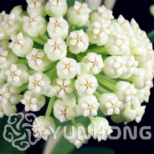100 pcs/bag Hoya Bonsai,Ball Orchid Flower Bonsai Perennial Plant Hoya Carnosa,Rare orchid Bonsai,pot plant for home garden
100 pcs/bag Hoya Bonsai,Ball Orchid Flower Bonsai Perennial Plant Hoya Carnosa,Rare orchid Bonsai,pot plant for home garden