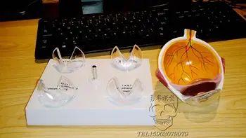 Genuine Human Eye Enlargement Anatomical Model Crystalline lesions Eye disease structure demonstration model
Genuine Human Eye Enlargement Anatomical Model Crystalline lesions Eye disease structure demonstration model