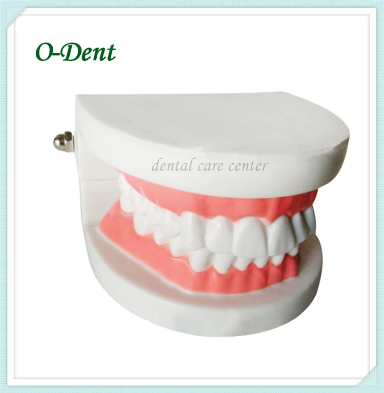 Фото Зубная модель для взрослых обучающий инструмент демонстрационный орального и
