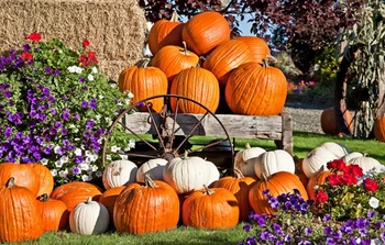 2016 New Arrival Horizontal Halloween Photography Backdrops Pumpkin Photo Background For Hallowmas Party XT-4396
2016 New Arrival Horizontal Halloween Photography Backdrops Pumpkin Photo Background For Hallowmas Party XT-4396