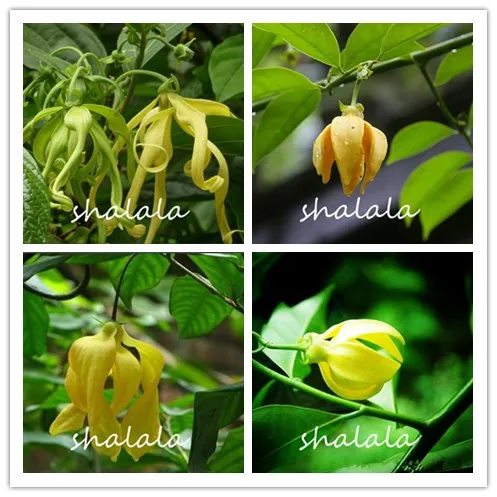 Artabotrys hexapetalus Cherimoya perennial plantas blooming aromatic for home garden ornamental evergreen purify air 50 pcs
Artabotrys hexapetalus Cherimoya perennial plantas blooming aromatic for home garden ornamental evergreen purify air 50 pcs