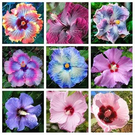 100 Pcs Hibiscus Flower plant Bonsai Flower Chinese Rose plant MIX Colors To Choose Plant For Home Garde
100 Pcs Hibiscus Flower plant Bonsai Flower Chinese Rose plant MIX Colors To Choose Plant For Home Garde