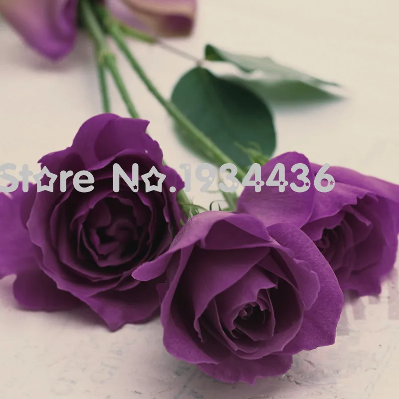 Hot New Purple Rose Flower Plant Easy To Maintain China Rose Flower 20+ Pcs Bonsai Plant For Home Garden Easy Grow
Hot New Purple Rose Flower Plant Easy To Maintain China Rose Flower 20+ Pcs Bonsai Plant For Home Garden Easy Grow