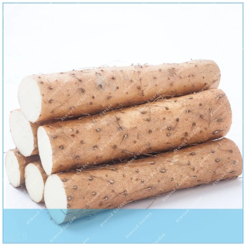 ZLKING 100PCS Hot Chinese Yam Rhizoma Dioscoreae Plants Growing For Home Garden Rare Medicinal Vegetables
ZLKING 100PCS Hot Chinese Yam Rhizoma Dioscoreae Plants Growing For Home Garden Rare Medicinal Vegetables