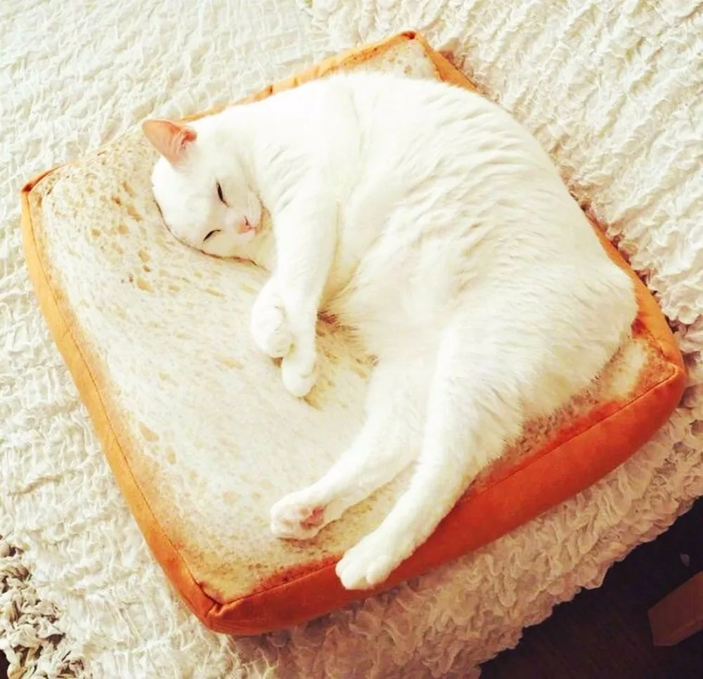 Gomaomi Creative Toast Bread Slice Style Pet Mats Cushion Soft Warm Mattress Bed For Cats & Dogs
Gomaomi Creative Toast Bread Slice Style Pet Mats Cushion Soft Warm Mattress Bed For Cats & Dogs