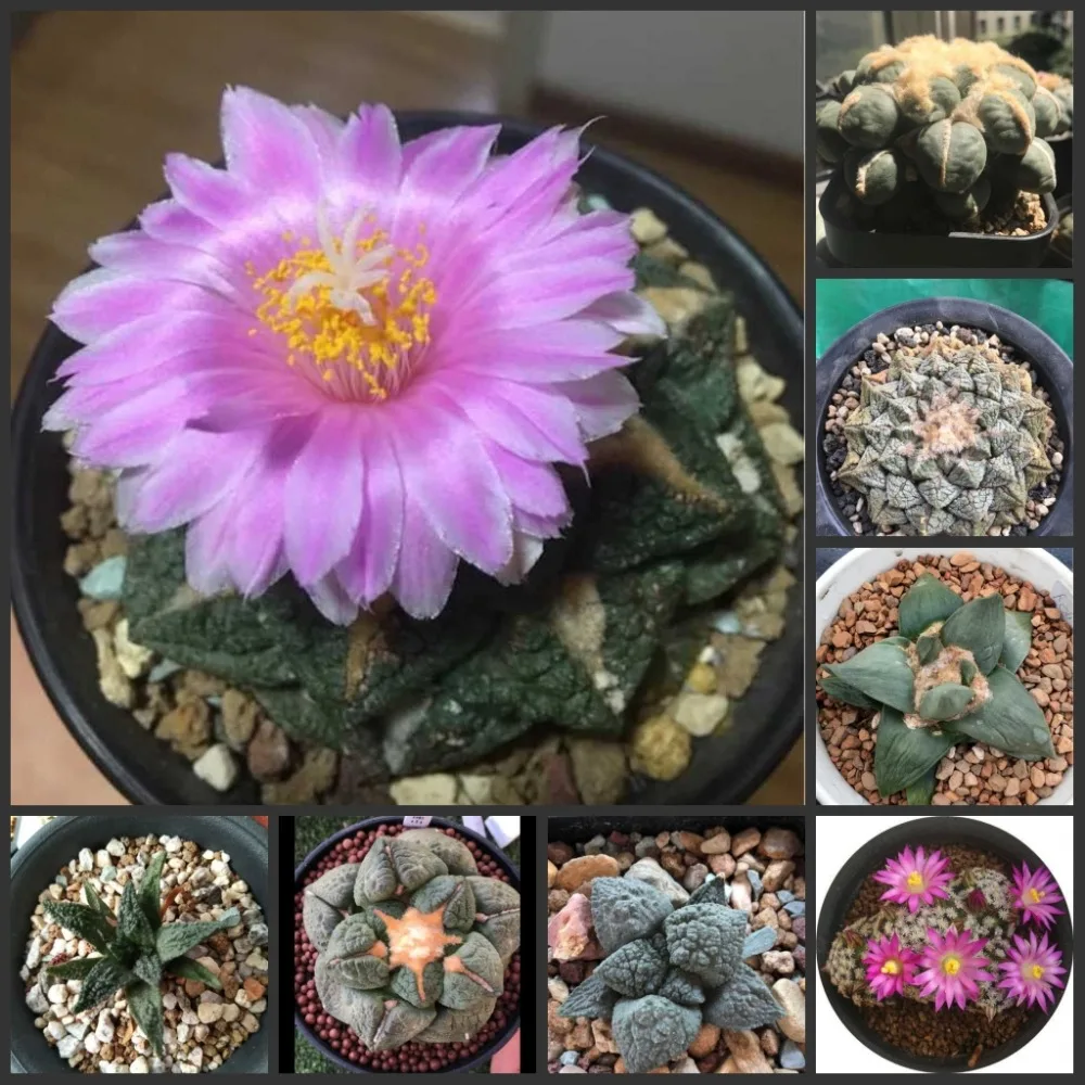 100pcs Fresh Real Ariocarpus retusus - Yanmudan - Succulent Plant Semillas sementes
100pcs Fresh Real Ariocarpus retusus - Yanmudan - Succulent Plant Semillas sementes