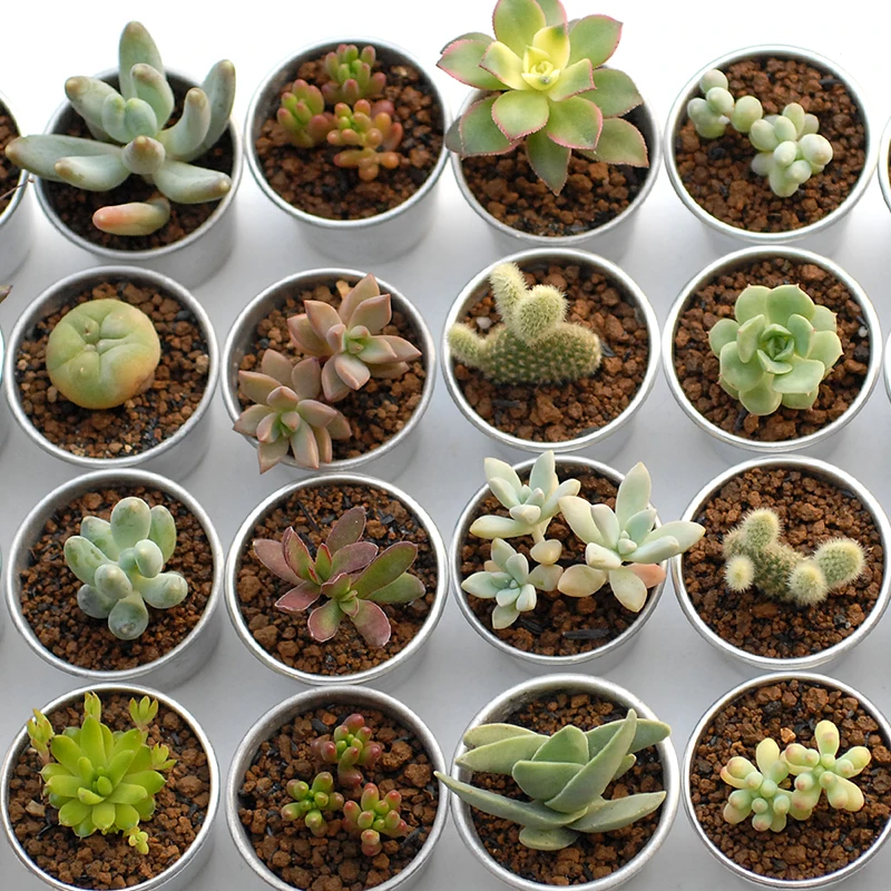 ZLKING 100PCS Rare Mini Mixed Succulents Plant Bonsai Office Desktop Anti-computer Radiation Potted Eye Care Decoration Hot Sale
ZLKING 100PCS Rare Mini Mixed Succulents Plant Bonsai Office Desktop Anti-computer Radiation Potted Eye Care Decoration Hot Sale
