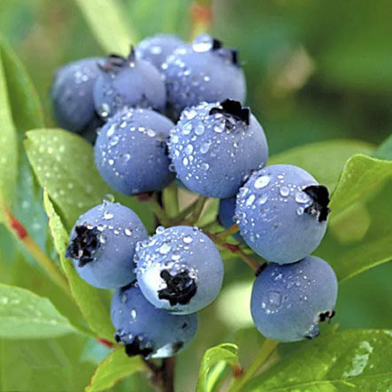 50Pcs Delicious Blueberry Tree Seedling For Home Garden Decor Plants Farm Fruit Landscape Seeding Potted Bonsai FG
50Pcs Delicious Blueberry Tree Seedling For Home Garden Decor Plants Farm Fruit Landscape Seeding Potted Bonsai FG