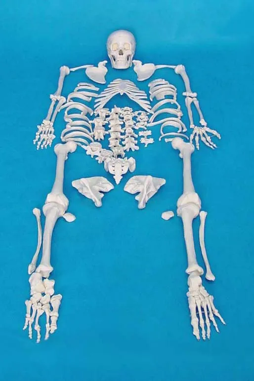 170cm Human skeleton model (Scattered Assemble) Medical Science Bone Model Free Shipping
170cm Human skeleton model (Scattered Assemble) Medical Science Bone Model Free Shipping