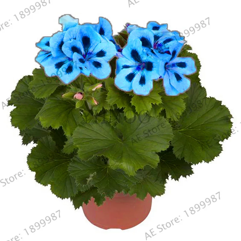 New Fresh 100 Pcs/bag Geranium flores Rare Variegated Geranium plantas Potted Winter Perennial Garden Flower for Bonsai Plant
New Fresh 100 Pcs/bag Geranium flores Rare Variegated Geranium plantas Potted Winter Perennial Garden Flower for Bonsai Plant
