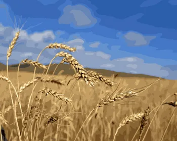 Frameless painting by numbers paint by number for home decor PBN for living room 4050 Wheat field
Frameless painting by numbers paint by number for home decor PBN for living room 4050 Wheat field