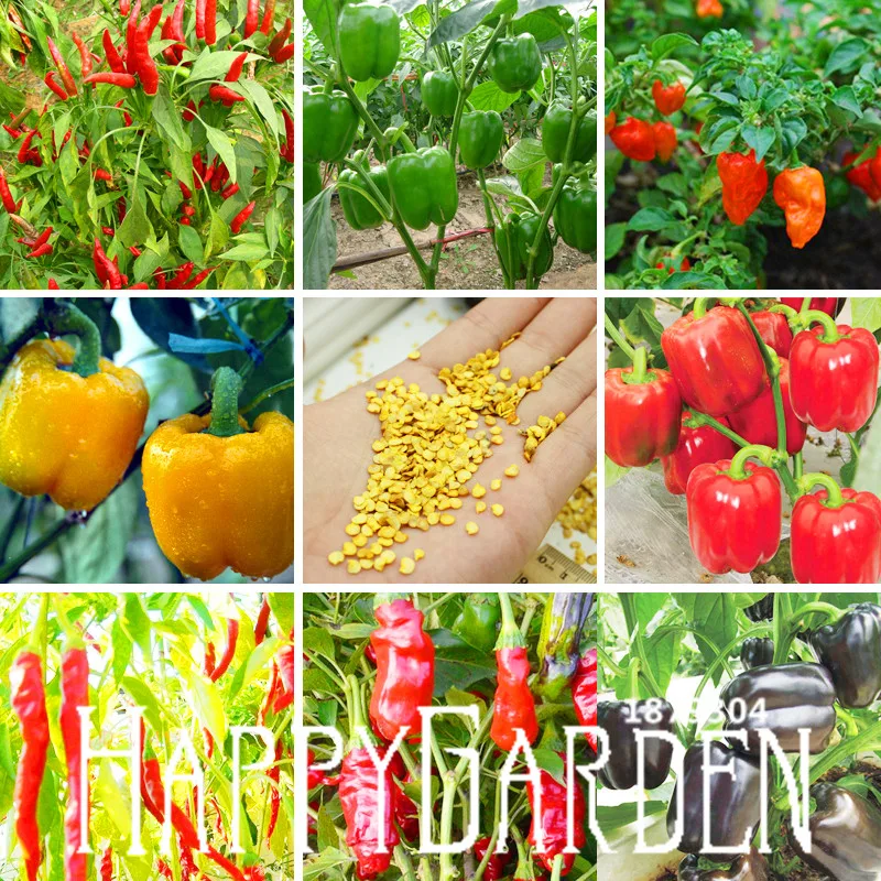 Best-Selling!100 PCS 13 Varieties of Garden Vegetables and red Yellow Green Purple Black White Pepper Bonsai,#PJT76K
Best-Selling!100 PCS 13 Varieties of Garden Vegetables and red Yellow Green Purple Black White Pepper Bonsai,#PJT76K