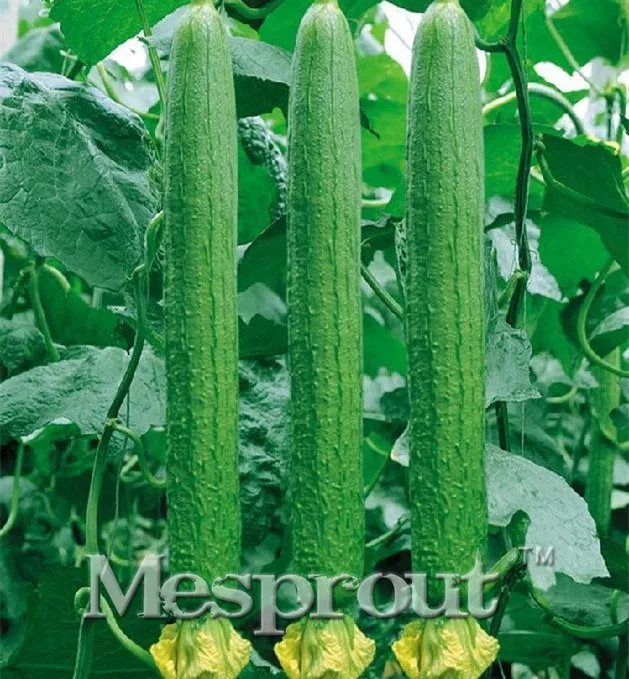 Free Shipping 10 Big Loofah Sponge Gourd bonsai of Vegetables Luffa fibrous Showy Plant ,Homemade Soap,Backyard Tasty
Free Shipping 10 Big Loofah Sponge Gourd bonsai of Vegetables Luffa fibrous Showy Plant ,Homemade Soap,Backyard Tasty