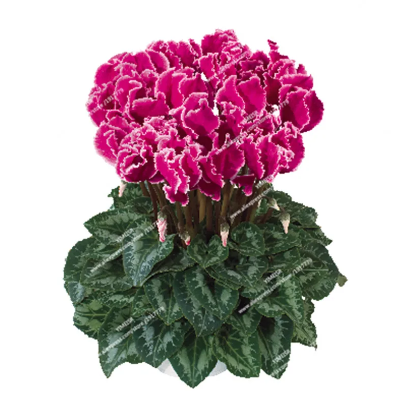 HALIOS_range_magenta_lisere_COR