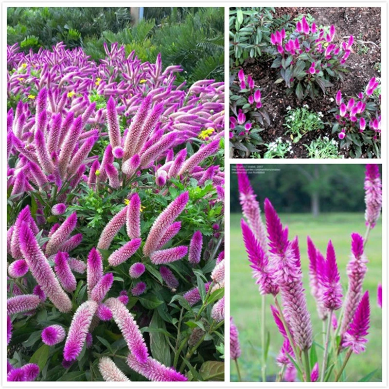 200 pcs/bag Rare Flamingo cockscomb (celosia spicata) Balcony Patio Bonsai Flower DIY Home & Garden
200 pcs/bag Rare Flamingo cockscomb (celosia spicata) Balcony Patio Bonsai Flower DIY Home & Garden