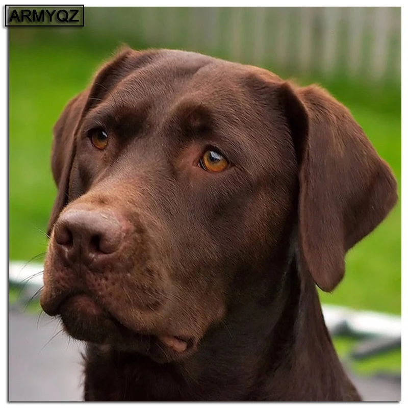 5D DIY Diamond Painting Labrador dog Full Square Rhinestone Diamond Embroidery Cross Stitch Mosaic Animal Decor Home Gift
5D DIY Diamond Painting Labrador dog Full Square Rhinestone Diamond Embroidery Cross Stitch Mosaic Animal Decor Home Gift