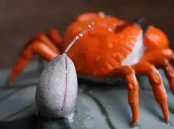 Handmade crab design boccaro tea pet toy play water spray crab tea ceremony decoration lotus crab
Handmade crab design boccaro tea pet toy play water spray crab tea ceremony decoration lotus crab