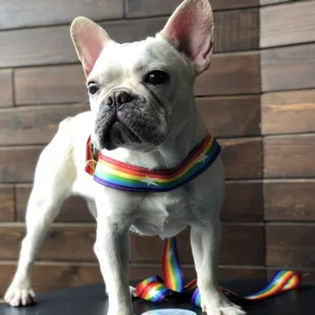Pet Trend Dog Leash Teddy Schnauzer Explosion Burst Chest Strap Rainbow Cool Dog Leash Dog Harness Collar Chihuahua Pet Supplies
Pet Trend Dog Leash Teddy Schnauzer Explosion Burst Chest Strap Rainbow Cool Dog Leash Dog Harness Collar Chihuahua Pet Supplies