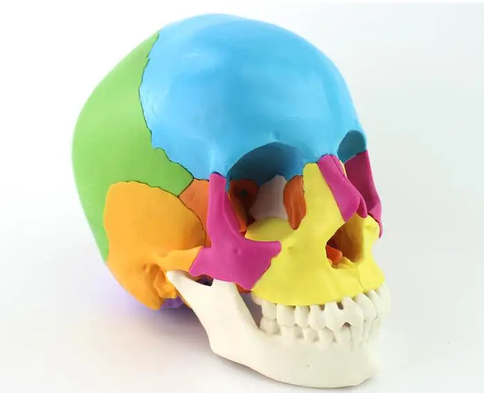 1:1 Life Size Medical Humans Skull Model Micro Plastic Surgery Stomatology Head Detachable 22 Parts with English Manual
1:1 Life Size Medical Humans Skull Model Micro Plastic Surgery Stomatology Head Detachable 22 Parts with English Manual