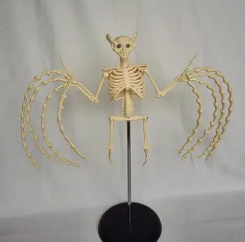 Bat Skeleton Model Skeletal Skeleton Bones Animal Anatomical Model Veterinary Animal Skeleton Model Medical Teaching Models
Bat Skeleton Model Skeletal Skeleton Bones Animal Anatomical Model Veterinary Animal Skeleton Model Medical Teaching Models