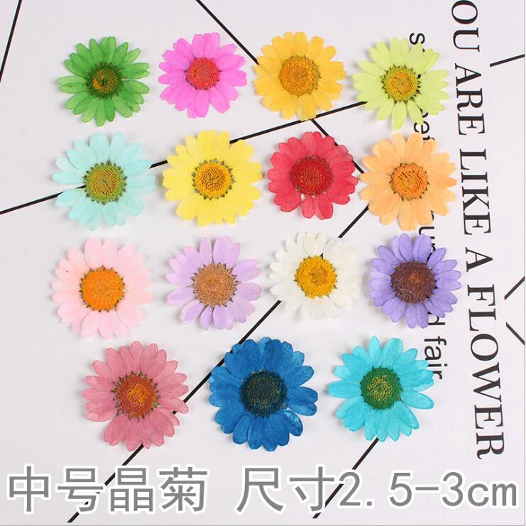 12PCS Pressed Dried 2.5-3 cm Chrysanthemum Multicaule Flowers Wedding Decoration flower Plant For Resin Jewelry Making
12PCS Pressed Dried 2.5-3 cm Chrysanthemum Multicaule Flowers Wedding Decoration flower Plant For Resin Jewelry Making