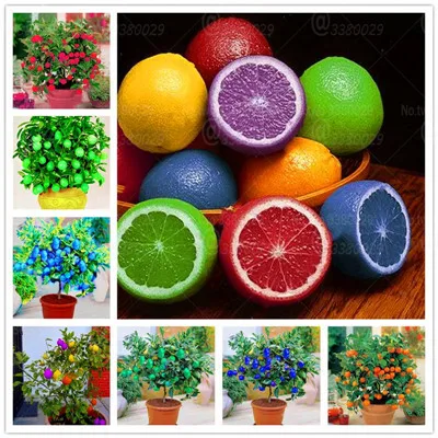 10Pcs Rainbow Meyer Lemon Bonsai Exotic Citrus limon Bonsai Lemon Tree Plants organic Fruit Ornamental potted plant for garden
10Pcs Rainbow Meyer Lemon Bonsai Exotic Citrus limon Bonsai Lemon Tree Plants organic Fruit Ornamental potted plant for garden