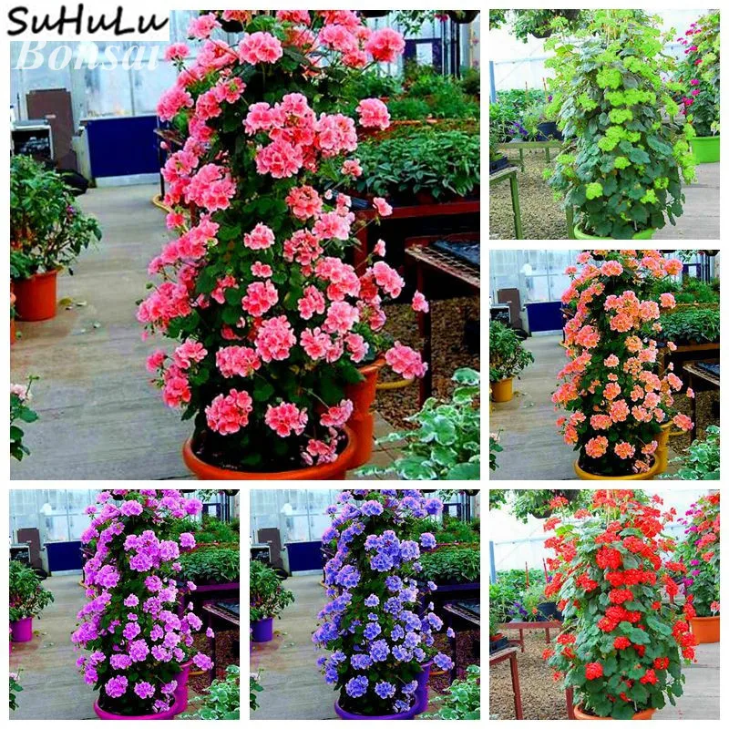 100 Pcs/Bag Geranium Garden Perennial Flower Flores Bonsai Pelargonium Peltatum Flowers Potted Climbing Plant Bonsai Plantas
100 Pcs/Bag Geranium Garden Perennial Flower Flores Bonsai Pelargonium Peltatum Flowers Potted Climbing Plant Bonsai Plantas
