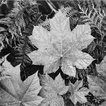 scenery photos black and white pictures photography frameless painting canvas prints close up of leaves 
scenery photos black and white pictures photography frameless painting canvas prints close up of leaves