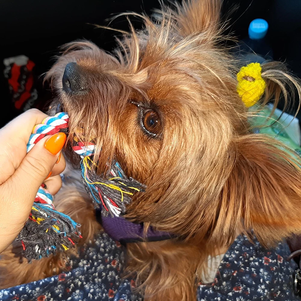 New Size S/L Durable Bone Rope Funny Pet Dog Puppy Cotton Chew Toys Pet Supplies Home Tools Play with Pets Colorful Braid Rope
New Size S/L Durable Bone Rope Funny Pet Dog Puppy Cotton Chew Toys Pet Supplies Home Tools Play with Pets Colorful Braid Rope
