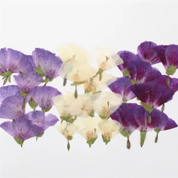 120pcs 2-4cm Side Pressed Dried Godetia Dress Flowers Plants Herbarium For Jewelry Postcard Phone Case Photo Frame Craft DIY
120pcs 2-4cm Side Pressed Dried Godetia Dress Flowers Plants Herbarium For Jewelry Postcard Phone Case Photo Frame Craft DIY