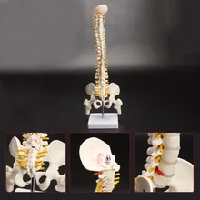 Spine-Model Spinal-Disc Adult Lumbar with Used-For Massage Yoga Etc. 1:1 45cm Bend Flexible