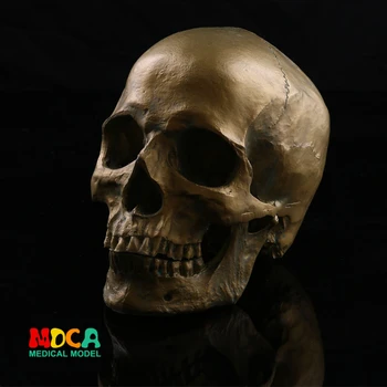 Human skull model medical simulation teaching equipment resin skull Ornament Gift YTTG004
Human skull model medical simulation teaching equipment resin skull Ornament Gift YTTG004