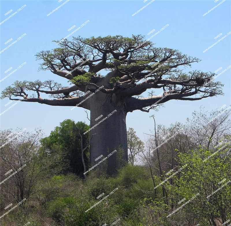 Baobab_04_