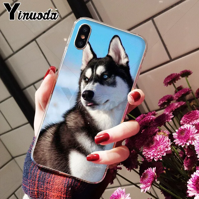 Animal Husky cute Puppy Dog