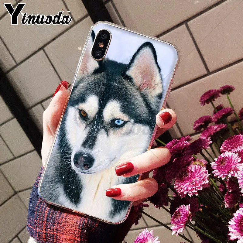 Animal Husky cute Puppy Dog