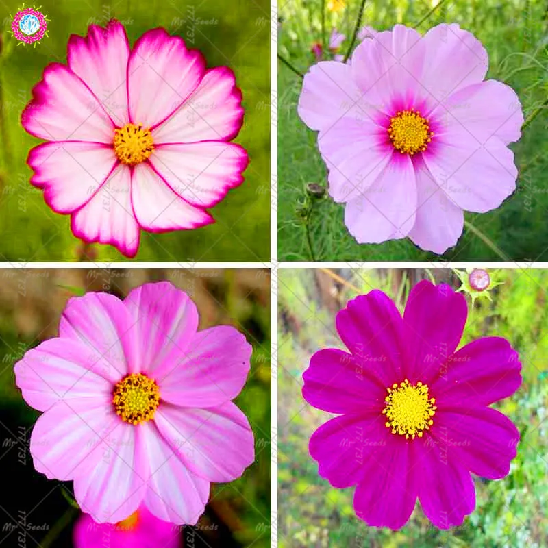 100PCS Cosmos Flowers Bonsai plant Chrysanthemum Cosmos plant Potted Plants Perennial Garden Ornamental Plants
100PCS Cosmos Flowers Bonsai plant Chrysanthemum Cosmos plant Potted Plants Perennial Garden Ornamental Plants