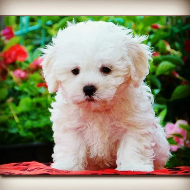 Diamond Mosaic Animals 5D DIY Diamond Painting Dogs Full Square/Round Drill Bichon Birthday Party Decorations Kids oil picture
Diamond Mosaic Animals 5D DIY Diamond Painting Dogs Full Square/Round Drill Bichon Birthday Party Decorations Kids oil picture